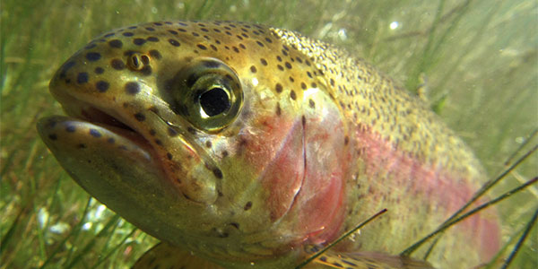 Rainbow trout, steelhead